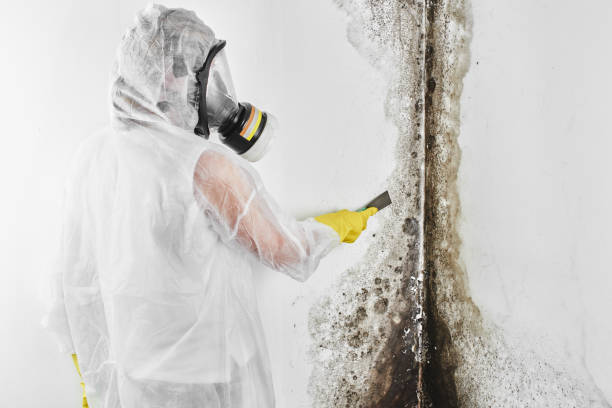  East Newark, NJ Mold Removal Pros