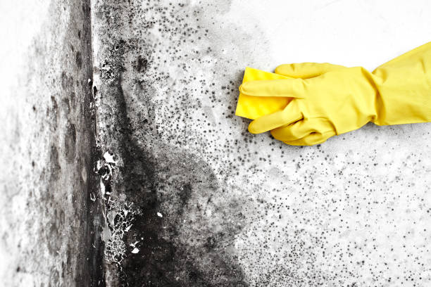 Best Commercial Mold Removal  in East Newark, NJ