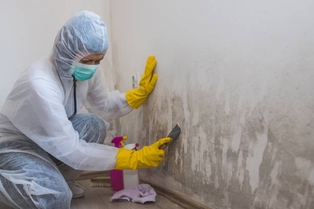 Best Mold Removal Company Near Me  in East Newark, NJ