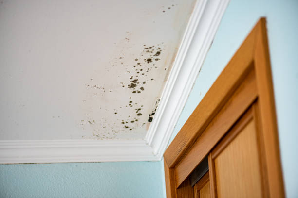 Home Mold Removal in East Newark, NJ