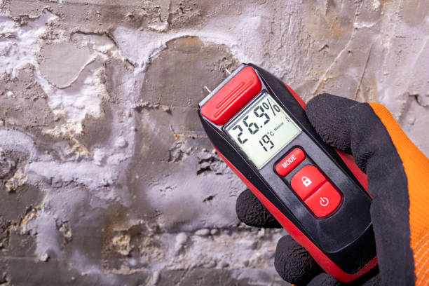 Best Residential Mold Removal  in East Newark, NJ
