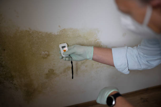 Best Office Mold Removal Services  in East Newark, NJ