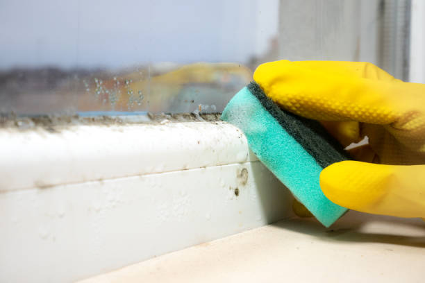 Best Certified Mold Removal  in East Newark, NJ