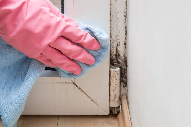 Best Residential Mold Removal  in East Newark, NJ