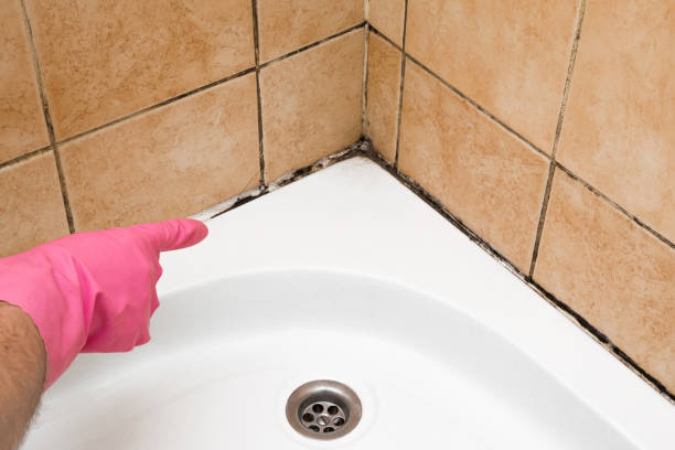 Best Best Mold Removal Companies  in East Newark, NJ